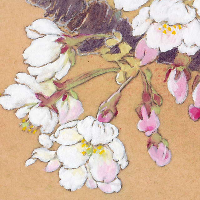 横尾英子・花笑み(八重桜)ハ写真